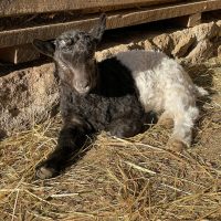 Oreo, Mäderl geboren 22.2.25