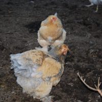 Brahmer Hühner